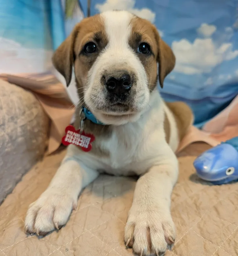 A baby large-sized female White / Cream Great Pyrenees dog named Cirie Fields for adoption in Kiowa, OK