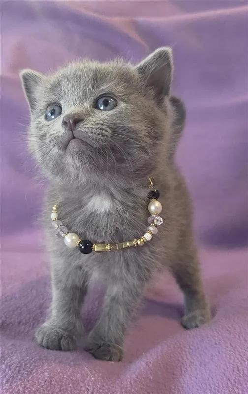 A baby small-sized female Domestic Short Hair cat named Yasmine for adoption in Fayetteville, AR