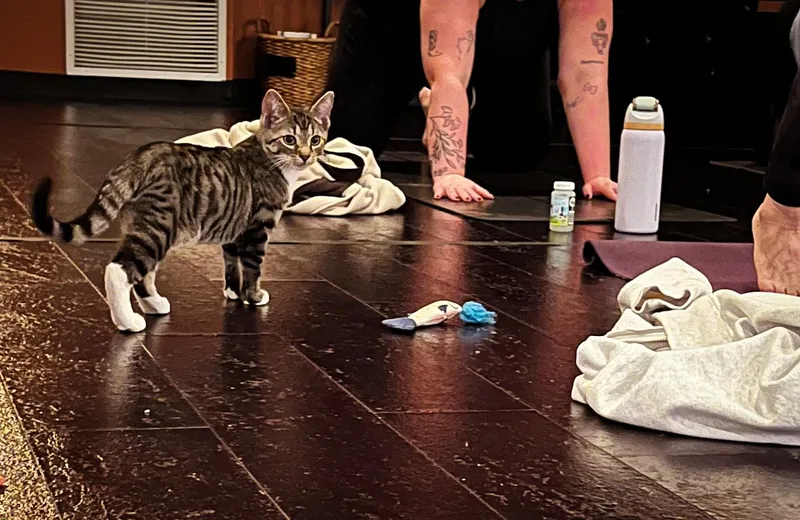 A young medium-sized male Tabby (Gray / Blue / Silver) Domestic Short Hair cat named Kevin for adoption in Akron, OH