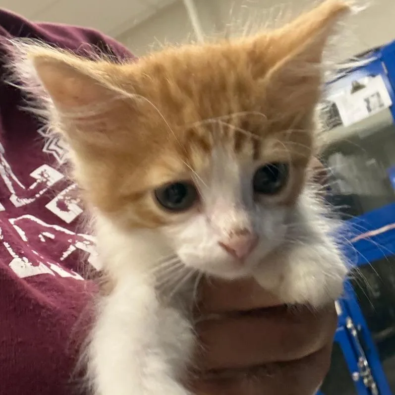 Peaches  U thumbnail 2
