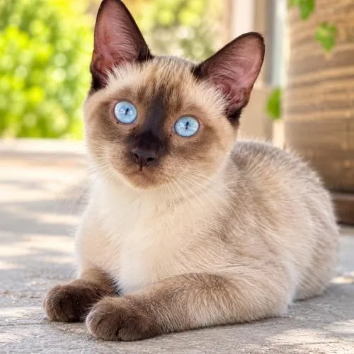A young medium-sized male Brown / Chocolate Siamese cat named Miso for adoption in Coachella, CA