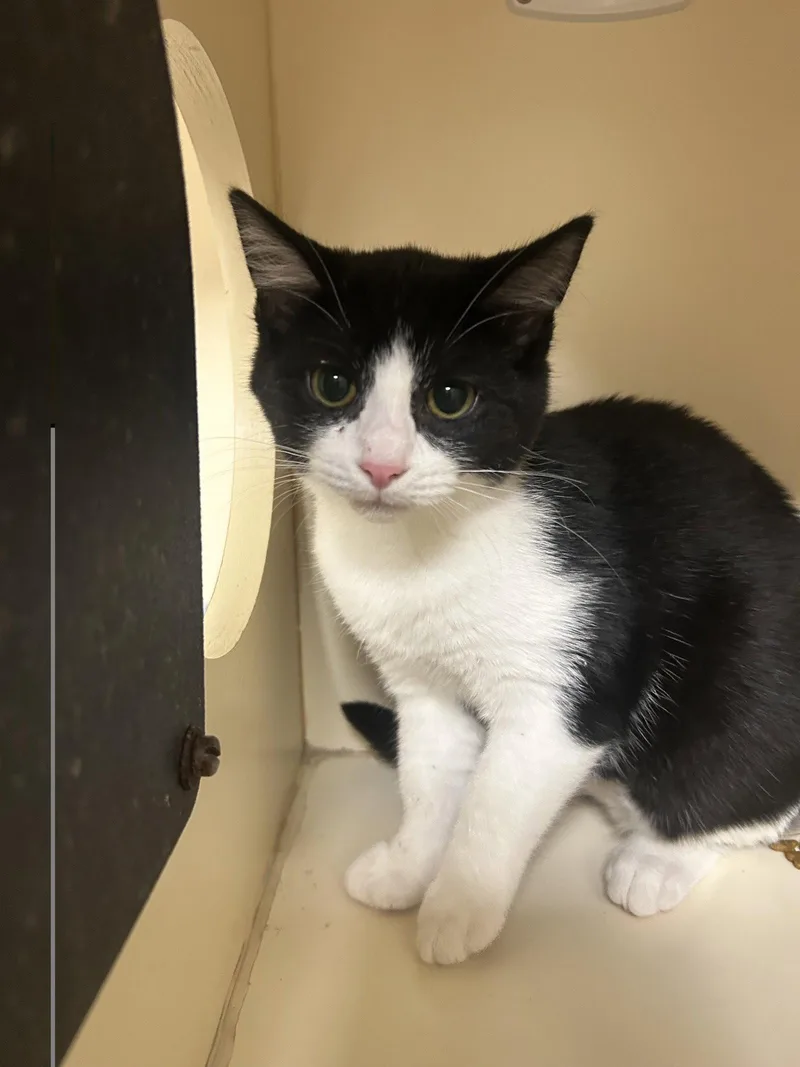 A baby medium-sized female Black & White / Tuxedo Domestic Short Hair cat named Domino for adoption in Lancaster, PA