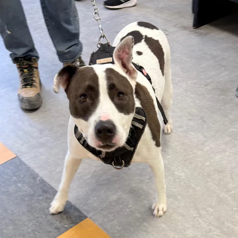 A senior medium-sized female White / Cream Mixed Breed dog named Jade for adoption in Philadelphia, PA