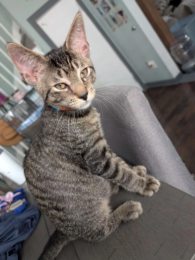 A baby small-sized male Tabby (Brown / Chocolate) Domestic Short Hair cat named Mr. Spunkerkins for adoption in Taylor, PA