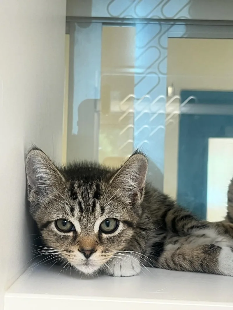 A baby small-sized male Domestic Short Hair cat named Dannie for adoption in Manassas, VA