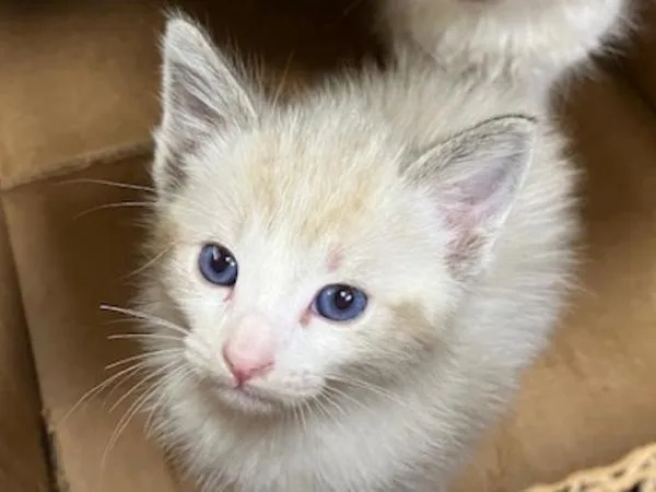A baby small-sized male Domestic Short Hair cat named Tofu for adoption in Portland, OR