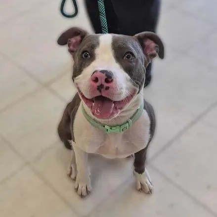 A baby medium-sized male White / Cream Mixed Breed dog named Smoke for adoption in Davenport, IA