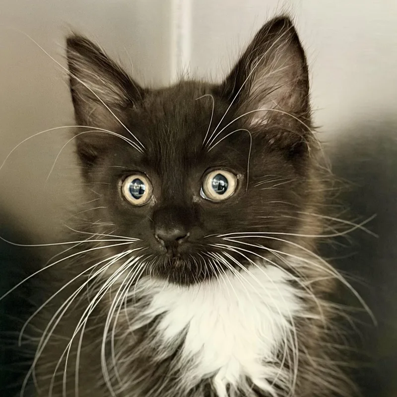 A baby medium-sized male Black & White / Tuxedo Domestic Long Hair cat named Ozzy for adoption in Jackson, NJ