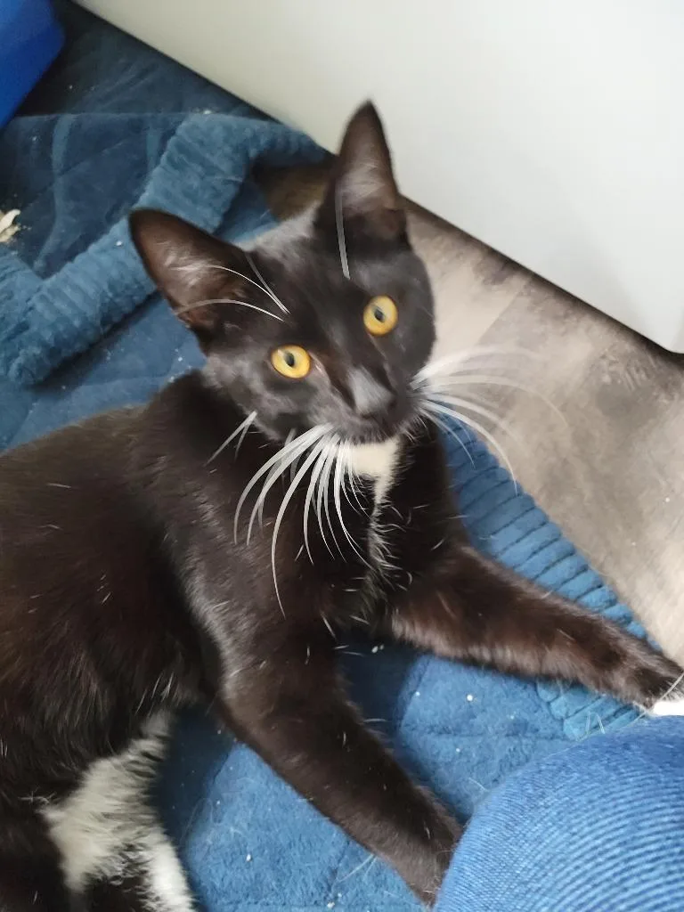 An adult large-sized male Domestic Short Hair cat named Milo for adoption in Evans, GA