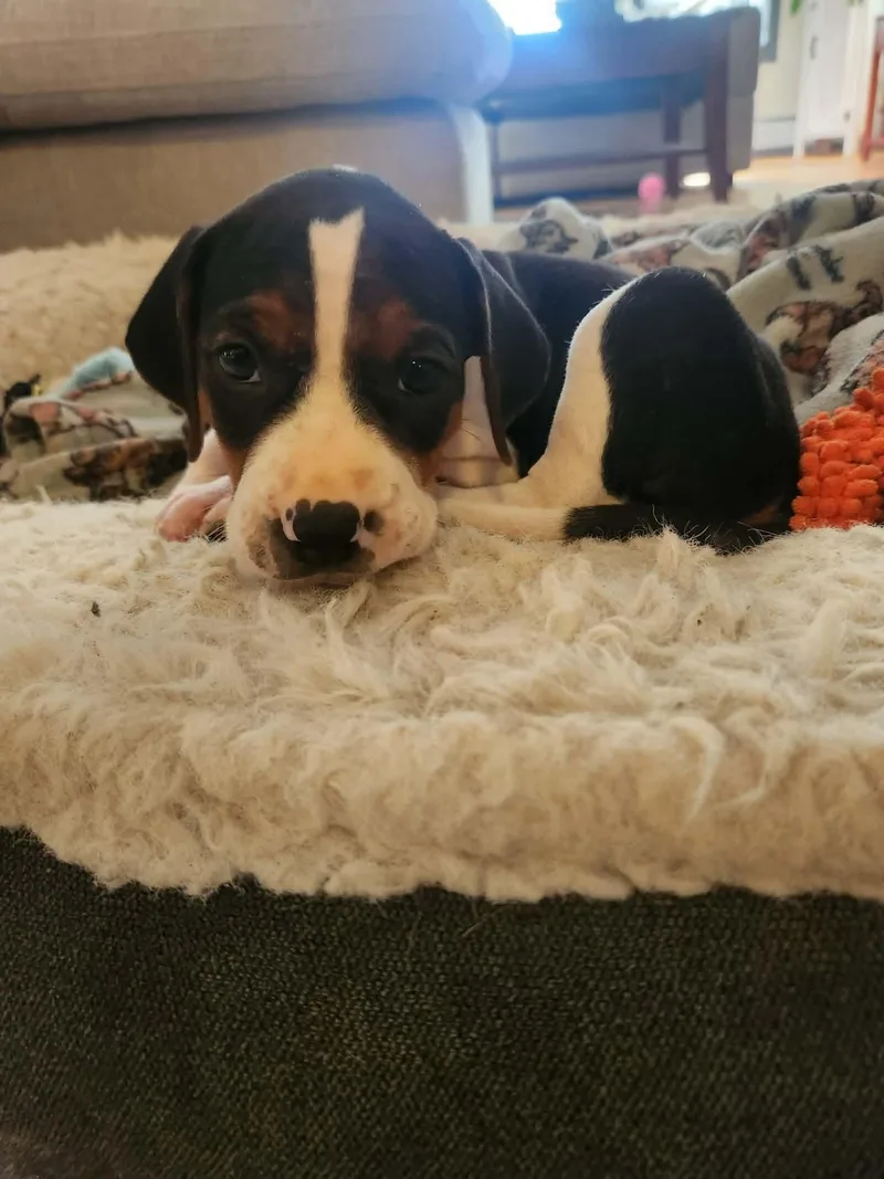 A baby medium-sized female Treeing Walker Coonhound dog named Katherine for adoption in Randolph Center, VT