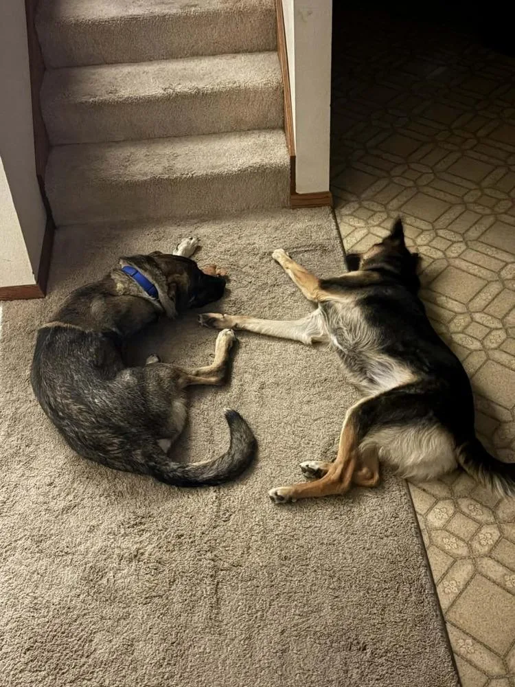 An adult large-sized male Tricolor (Brown, Black, & White) Anatolian Shepherd dog named Hopper for adoption in Fredonia, WI