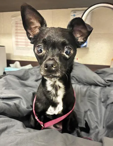 An adult small-sized male Black Mixed Breed dog named Ed for adoption in Nashville, TN