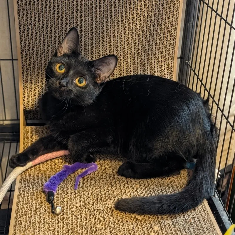 A young small-sized female Black Domestic Short Hair cat named Oogie for adoption in Brownsboro, AL