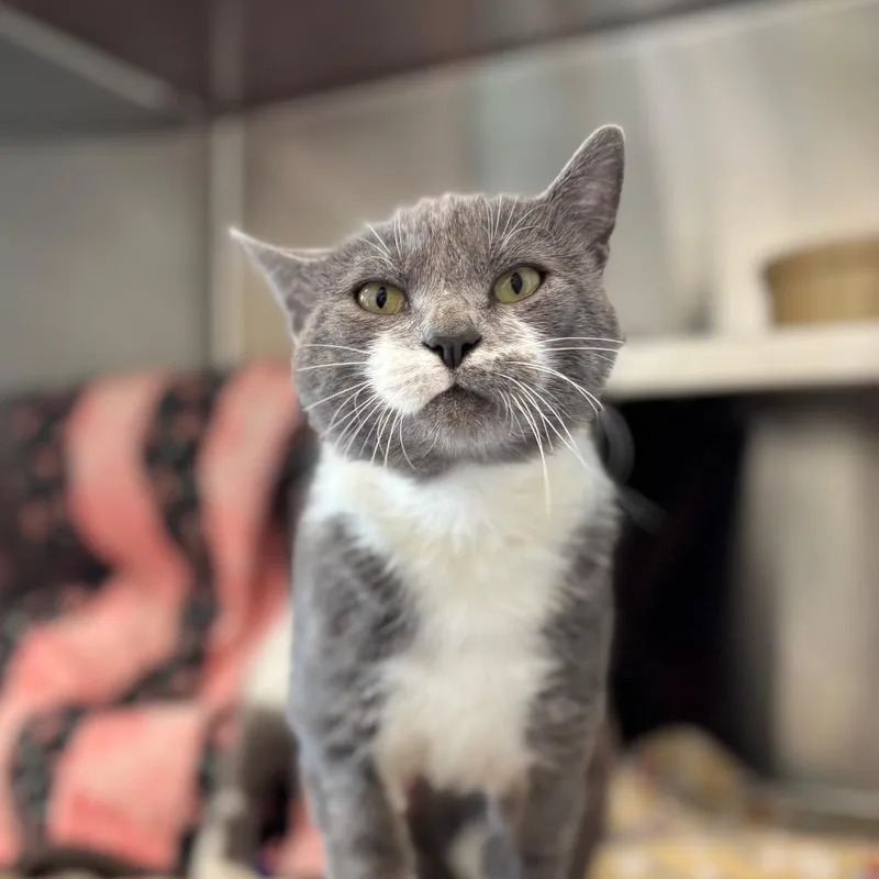 An adult large-sized male Gray / Blue / Silver Domestic Short Hair cat named Harold for adoption in Nashville, IN
