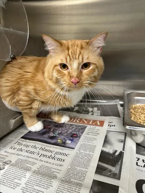 An adult medium-sized male Domestic Short Hair cat named Tiger for adoption in Los Angeles, CA