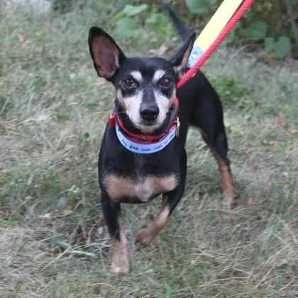 A senior small-sized male Chihuahua dog named Bernie for adoption in Elk Grove Village, IL