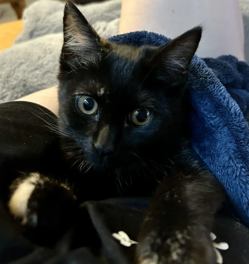 A baby medium-sized female Domestic Medium Hair cat named Cuddles for adoption in Warwick, RI