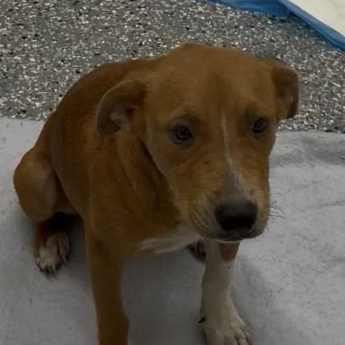 A young small-sized male Brown / Chocolate Mixed Breed dog named Brownie for adoption in Bronson, FL