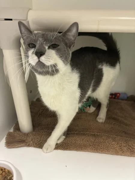 An adult small-sized male Domestic Short Hair cat named Boris for adoption in Salt Lake City, UT