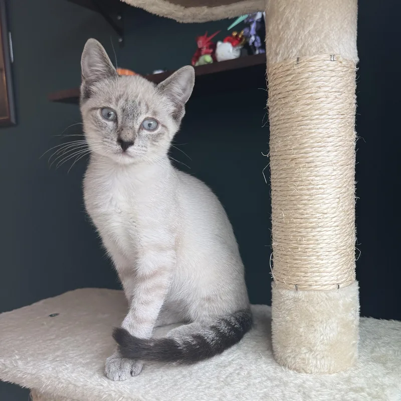 A baby small-sized male Buff / Tan / Fawn Siamese cat named ATrain for adoption in Richmond, VA