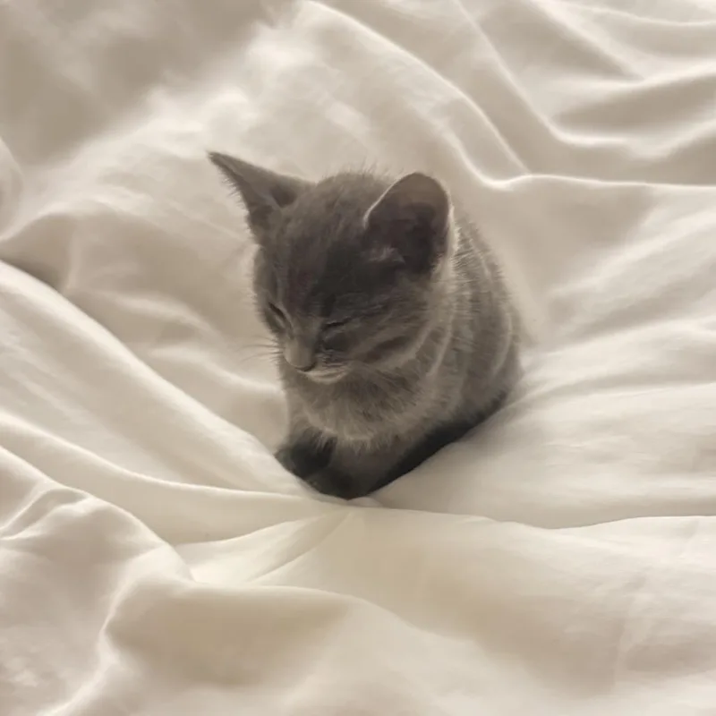 A baby small-sized male Gray / Blue / Silver Russian Blue cat named Grey for adoption in Long Beach, CA