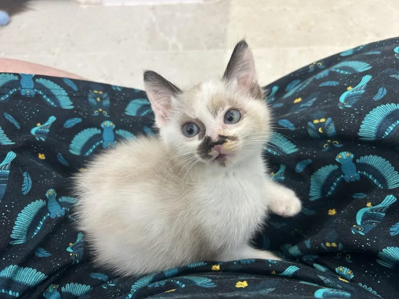 A baby small-sized female Siamese cat named Pocky for adoption in Austin, TX