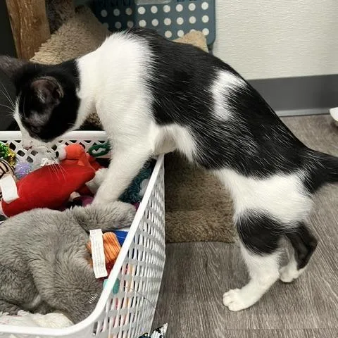 Tux