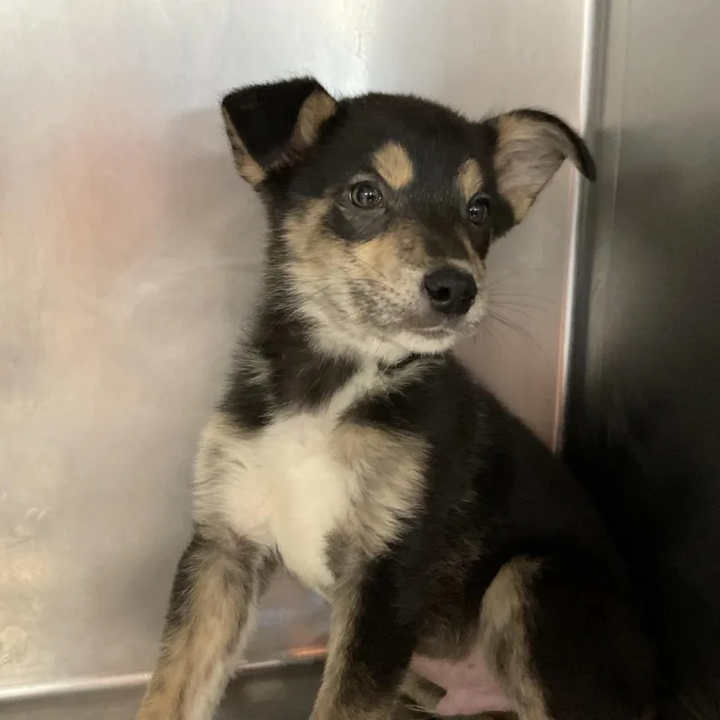 A baby small-sized male Black Mixed Breed dog named Mando for adoption in St Joseph, MO