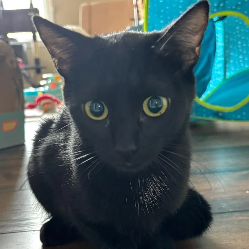 Moomy@pawz Pet Cafe thumbnail 2