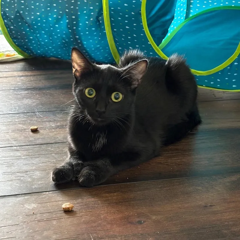 Moomy@pawz Pet Cafe thumbnail 4