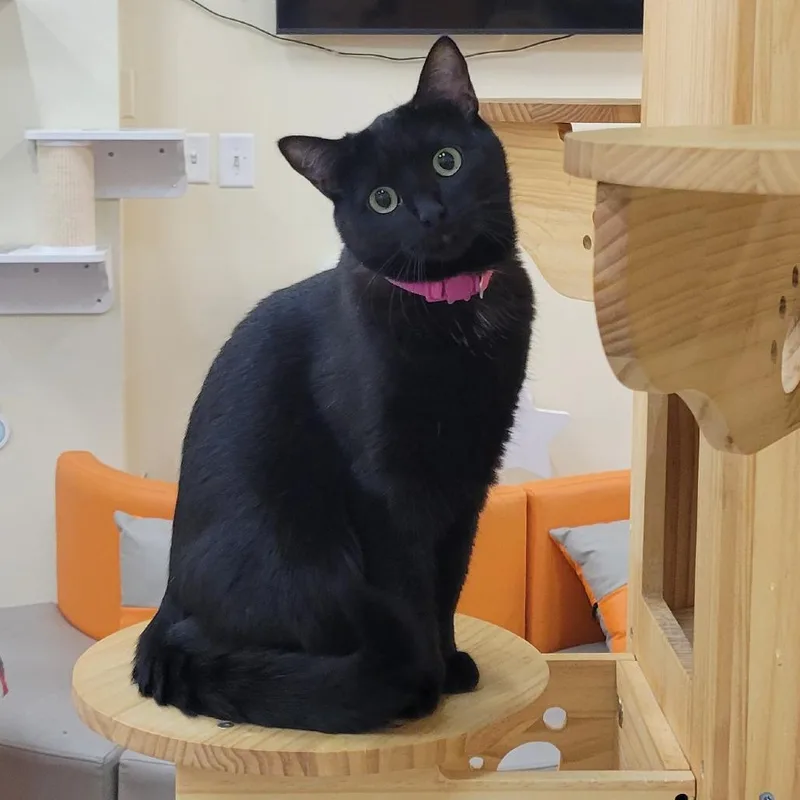 Moomy@pawz Pet Cafe thumbnail 5