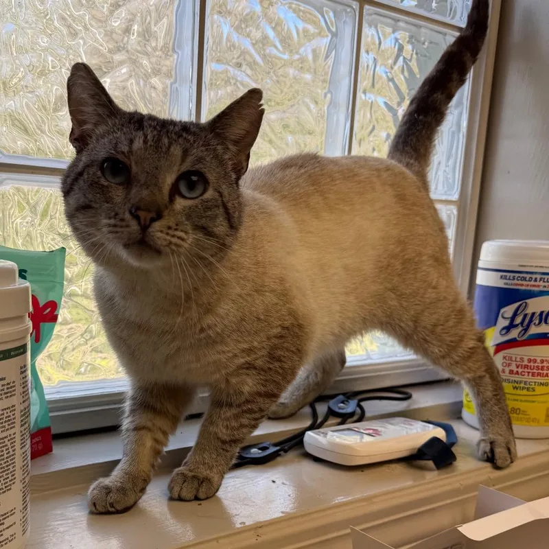 An adult large-sized male Cream / Ivory Domestic Short Hair cat named Otis for adoption in Pasadena , MD