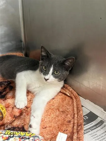 A baby medium-sized male Domestic Short Hair cat named Scotty for adoption in Largo, FL