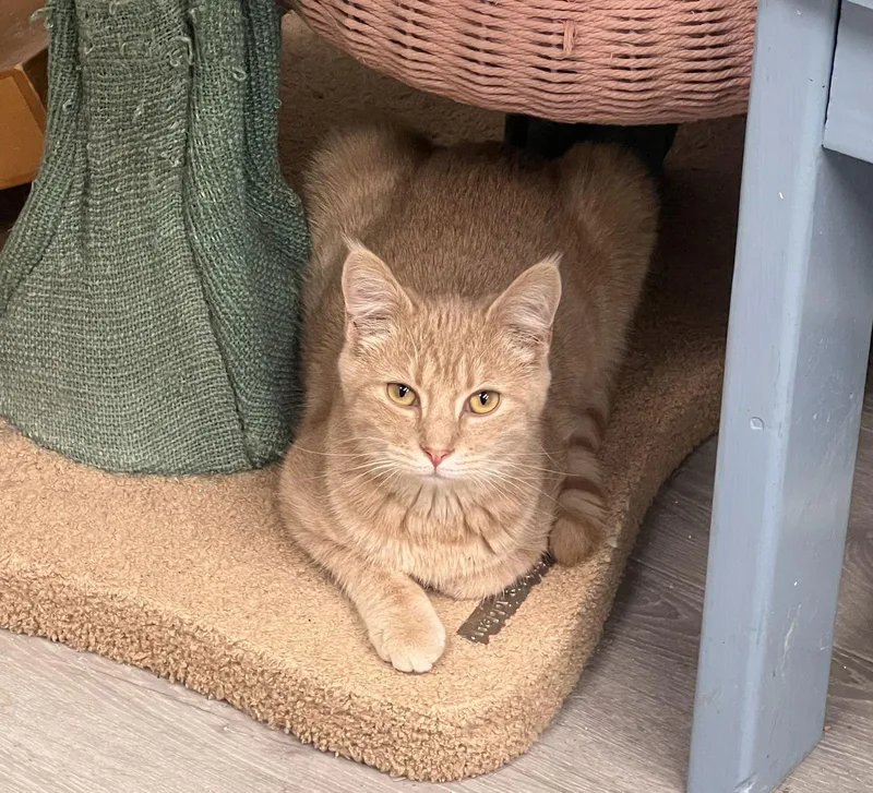 Brambles thumbnail 2