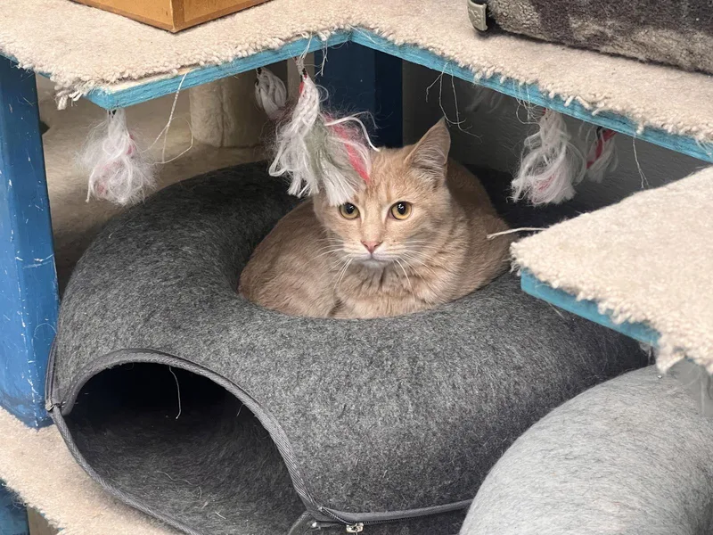 Brambles thumbnail 3