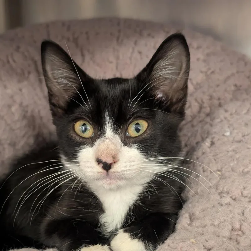 A baby small-sized female Brown / Chocolate Domestic Short Hair cat named Pistachio for adoption in West Palm Beach, FL