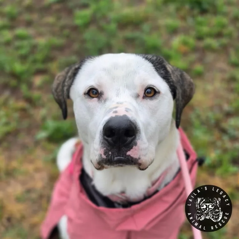 An adult medium-sized female White / Cream Terrier dog named Lil Lucy for adoption in Washington, DC