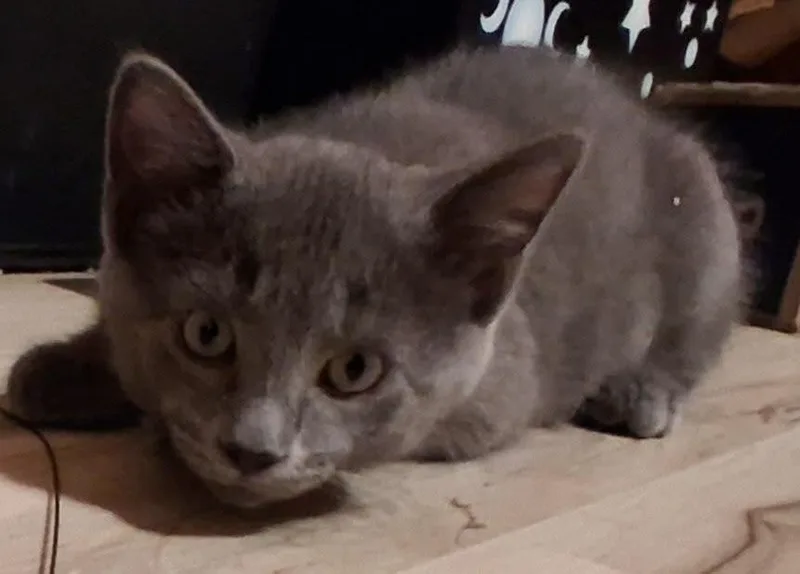 A young small-sized male Gray / Blue / Silver Domestic Short Hair cat named Edison for adoption in Webster City, IA