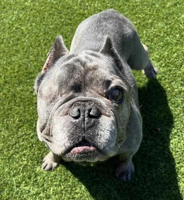 An adult medium-sized male French Bulldog dog named Toad for adoption in San Diego, CA