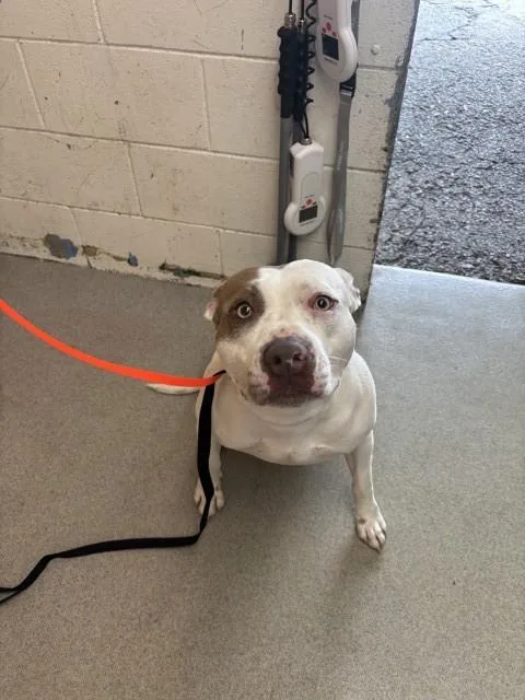 An adult medium-sized female Pit Bull Terrier dog named Cecilia for adoption in San Bernardino, CA