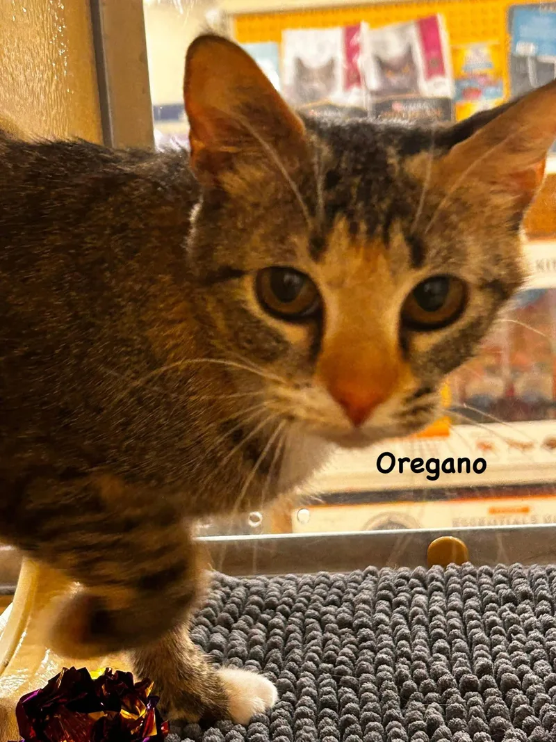 An adult medium-sized female Domestic Short Hair cat named Oregano for adoption in Morehead, KY
