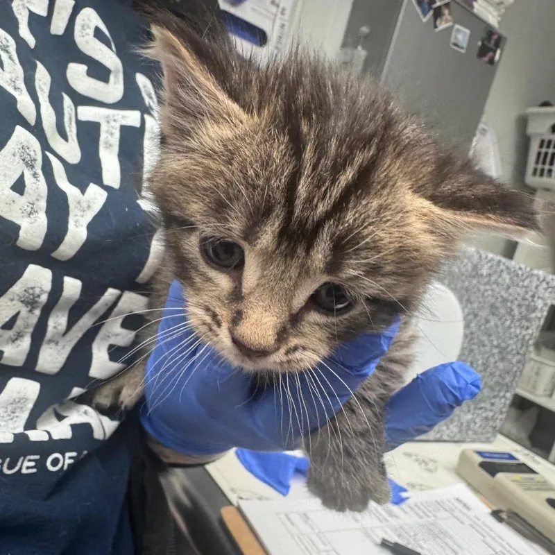 A baby small-sized male Brown / Chocolate Domestic Short Hair cat named Kirby for adoption in Birdsboro, PA