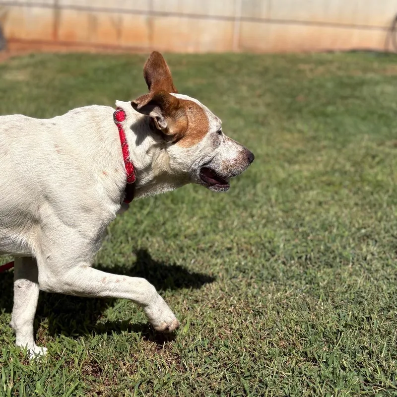 An adult medium-sized male White / Cream Mixed Breed dog named Baxter for adoption in Greenville, SC