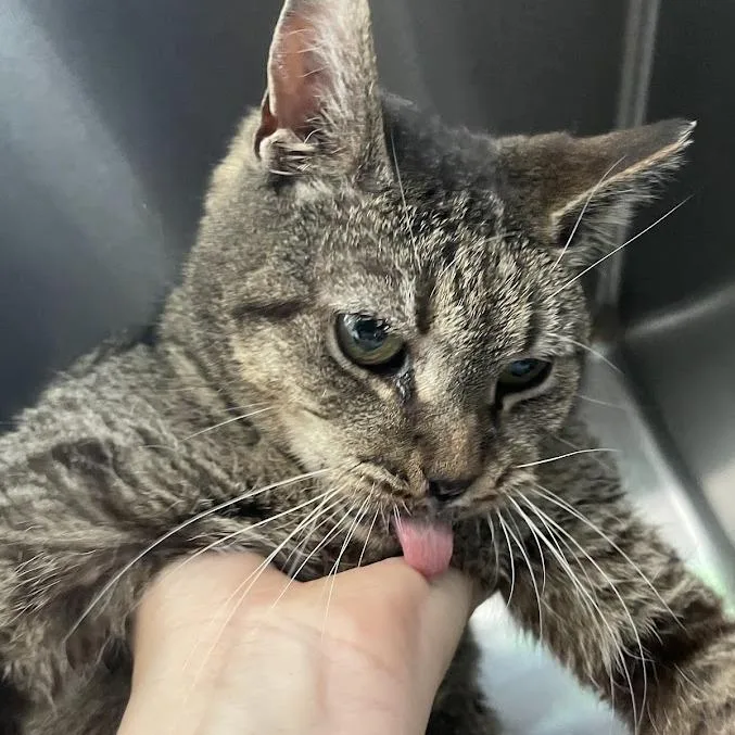 An adult large-sized female Brown / Chocolate Domestic Short Hair cat named Kaylee for adoption in Port Charlotte, FL