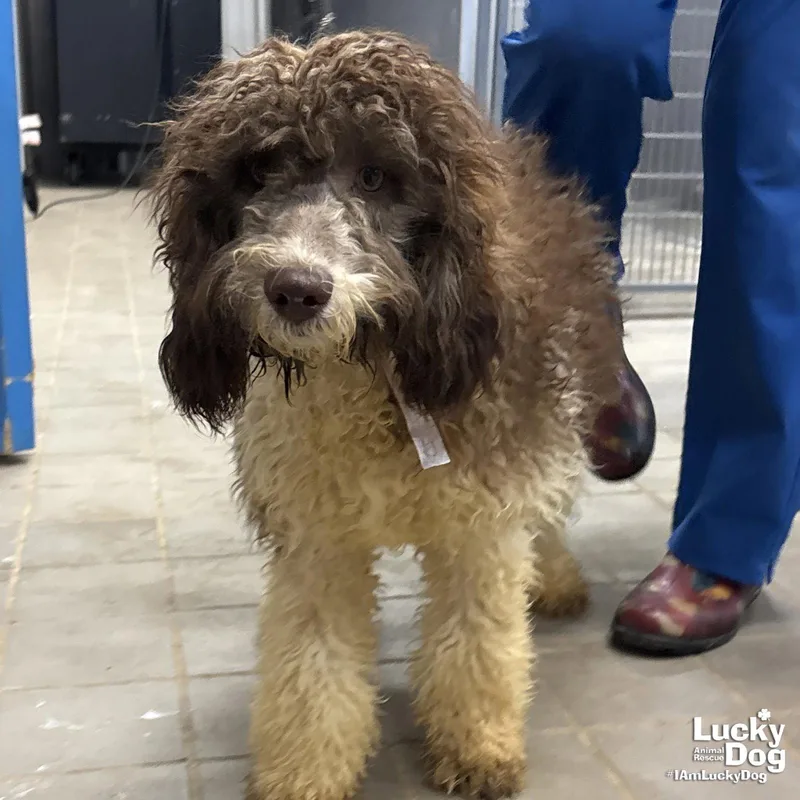 A young medium-sized male Poodle dog named Tex for adoption in Washington, DC