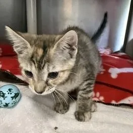 A baby medium-sized female Torbie Domestic Short Hair cat named Trinity for adoption in Honesdale, PA