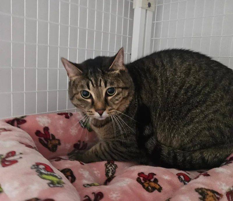 An adult medium-sized male Domestic Short Hair cat named Luca for adoption in Medfield, MA
