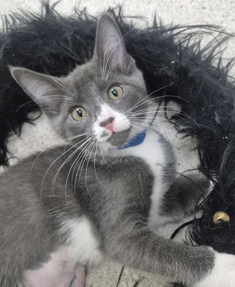 A baby small-sized female Gray & White Domestic Short Hair cat named Misty for adoption in Hollister, CA