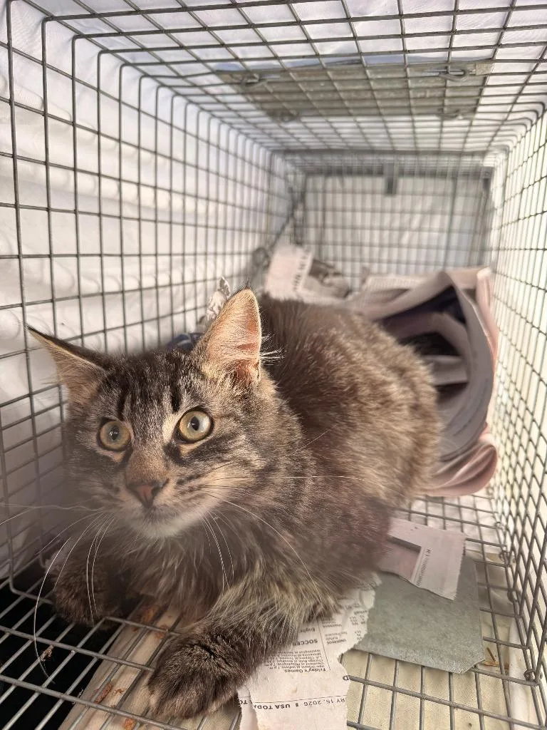 A young medium-sized male Domestic Medium Hair cat named Hoku for adoption in Ewing, NJ