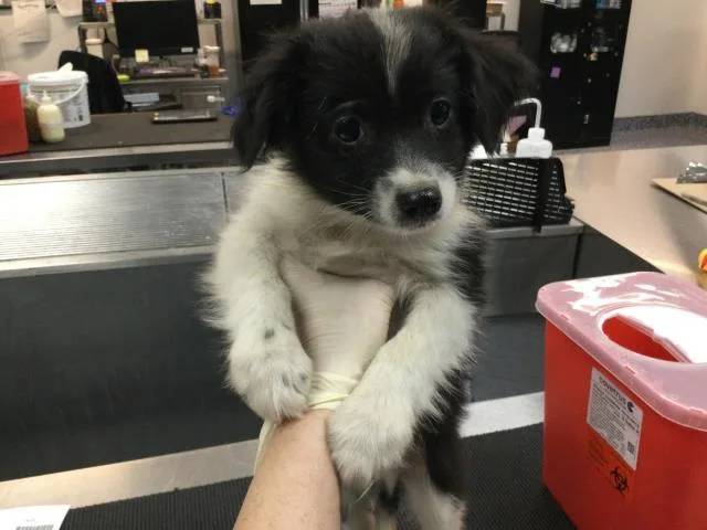 A baby small-sized male Border Collie dog named A for adoption in Thousand Palms, CA